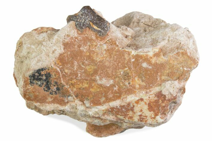 Fossil Oreodont (Merycoidodon) Jaw Section - South Dakota #375551